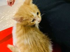 -一只烧鸡公(解放碑店)