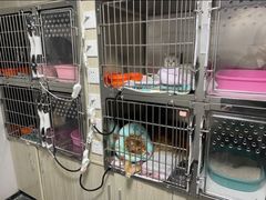 -半岛宠物医院24小时(科华中路店)