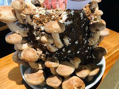 活体松香菇-捞王锅物料理(上海世茂广场店)