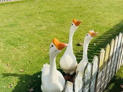 -上海长兴岛郊野公园