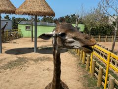 -西霞口神雕山野生动物世界