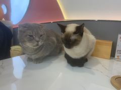 -喵园·猫主题咖啡厅·撸猫·猫咖(国贸店)