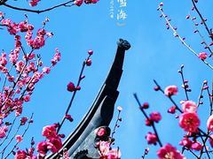 -香雪海