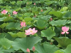 -荷塘月色湿地公园·向阳花洲