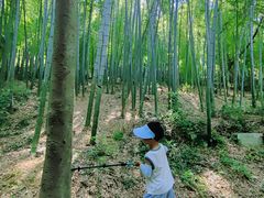-上海佘山国家森林公园天马山园