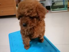 -宠福鑫康馨动物医院·骨科·眼科