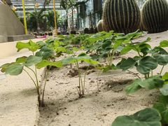 -南宫五洲植物乐园