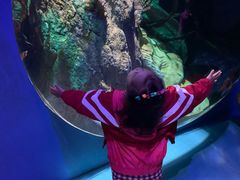 -悉尼海洋生物水族馆
