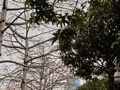 -福田红树林生态公园