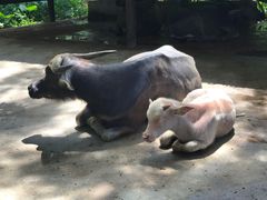 -海南热带野生动植物园