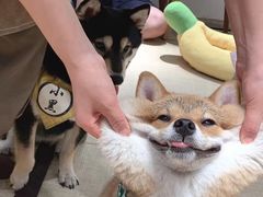-逗柴咖啡屋·狗咖猫咖宠物桌游