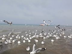 -青海湖国家重点风景名胜区