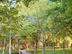-火炉山森林公园