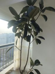 -HEYAN荷妍专业脱毛连锁机构