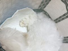 -瑞派宠物医院·24小时骨科·心脏·核磁(哈尔滨南岗店)