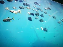 -瑞德姆美人鱼海底演艺主题餐厅(亚龙湾店)