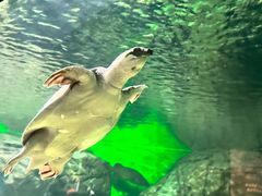 -上海海洋水族馆