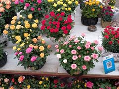 -秦美花卉(天朗·莱茵小城2期店)