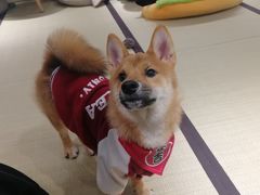-逗柴咖啡屋·狗咖猫咖宠物桌游