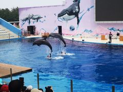 -北戴河圣蓝海洋公园