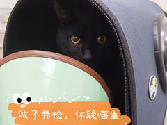 -凯特喵百思猫专科医院