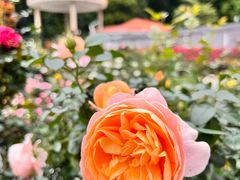 -人民公园(罗湖区)