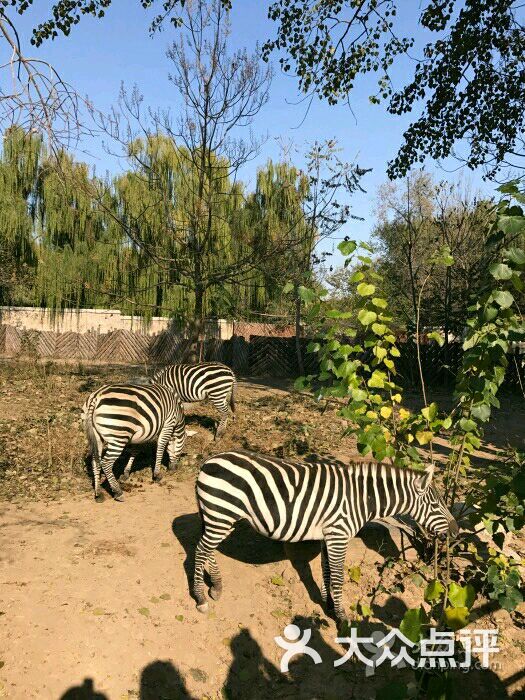 北京動物園圖片 - 第6192張