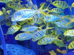 -芜湖新华联大白鲸海洋公园