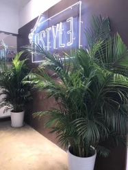 -P.STYLE派斯造型