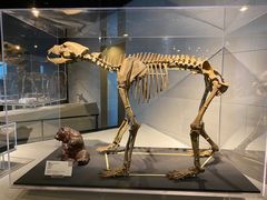 -北京周口店北京人遗址博物馆