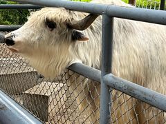 -长白岛森林公园