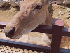 -青岛森林野生动物世界