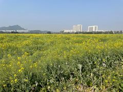 -光明小镇欢乐田园