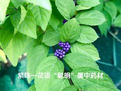 -北科婴幼学苑
