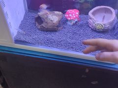 -双季花艺园艺市场(浦东店)