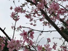 -天适樱花悠乐园