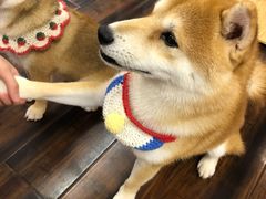 -豆柴町-柴犬主题狗咖(红鼎国际C座店)