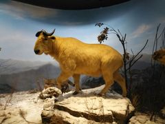 -陕西自然博物馆