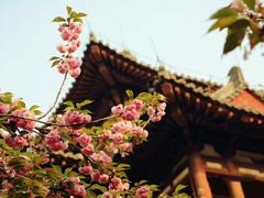 -西安青龙寺遗址景区