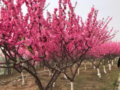 -永定河休闲森林公园