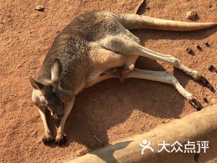 深圳野生动物园图片 第2张