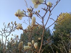 -大兴滨河森林公园