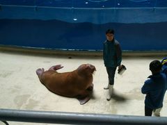 -泉城欧乐堡海洋极地世界
