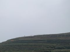 -龙坞茶村