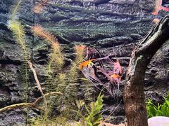 -上海海洋水族馆