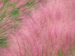 -羊亭河湿地公园