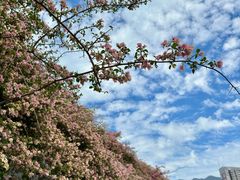 -深圳市中科院仙湖植物园