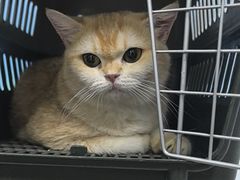 -瑞派福兴宠物医院犬猫全科·骨科·中西医结合(河东店)