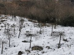 -四明山国家森林公园