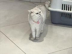 -关爱宠物医院·猫科中心·消化科(滨湖万达分院)